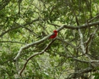 Imagen Pájaro Petirrojo